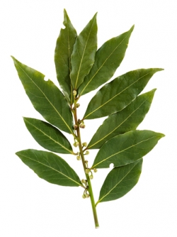 bay-laurel-leaf.jpg