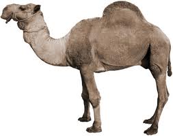 camel