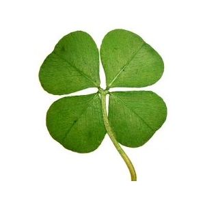 clover.jpg