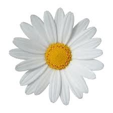 daisy-1.gif