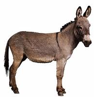 donkey