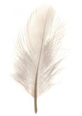 feather