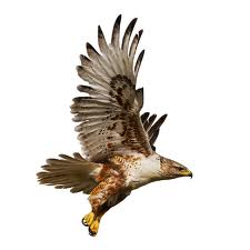 Hawk