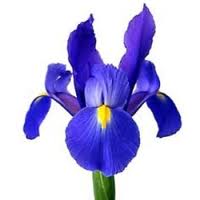 iris