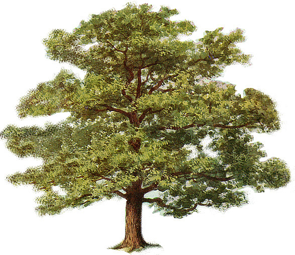 oaktree.jpg