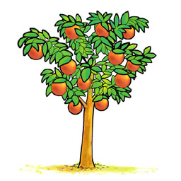 orange-tree.jpg