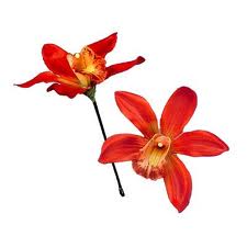 orchid