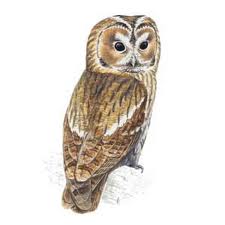 Owl