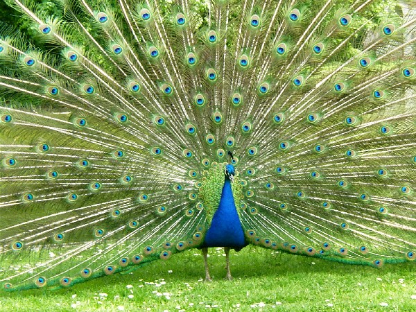 Peacock