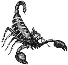 Scorpion