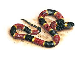 Snake