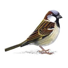 Sparrow