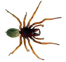 Spider
