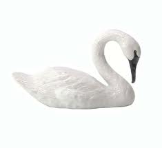 Swan