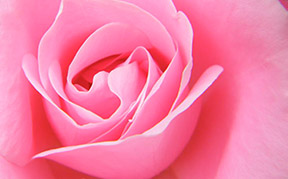 Rose-Petal